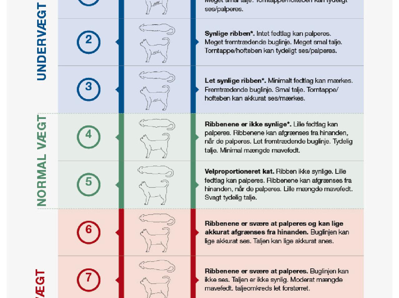 Body Condition Score Cat